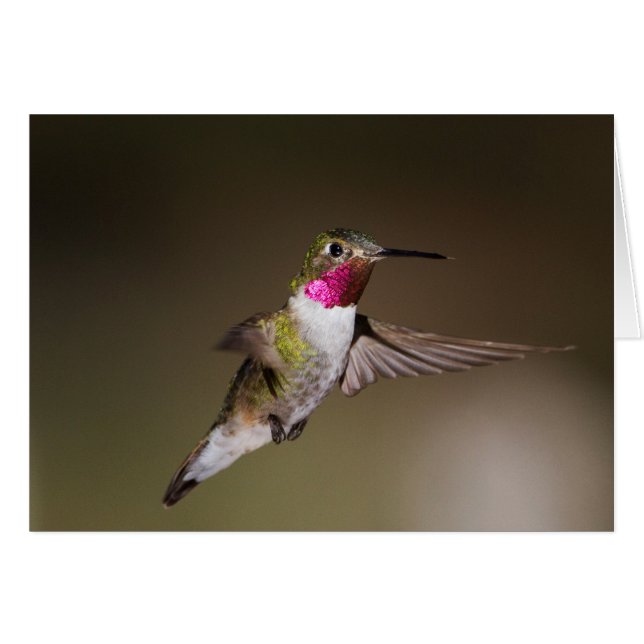 Male Broad - tailed hummingbird (Front Horizontal)