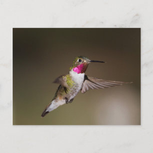 Male Broad - tailed hummingbird Postcard