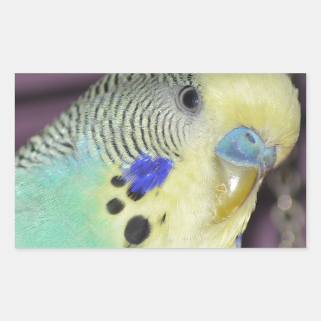 Male Budgie/ Parakeet Rectangular Sticker (Front)