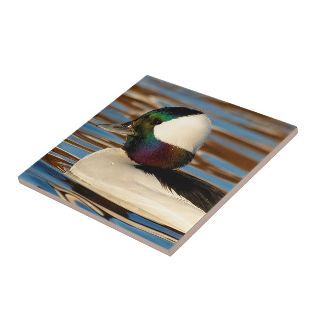 Male Bufflehead Duck in the Afternoon Sun Tile (Side)