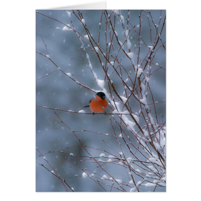 Male Bullfinch in the Snow Card (Front)
