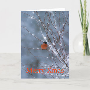 Male Bullfinch in the Snow Merry Xmas Card