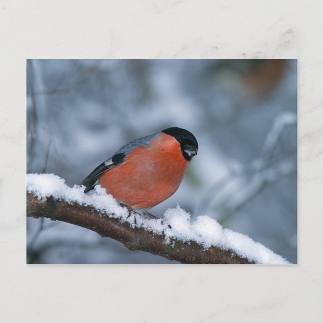 Male Bullfinch in the Snow Postcard (Front)