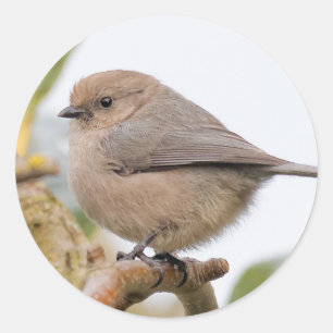 Male Bushtit on the Pear Tree Classic Round Sticker