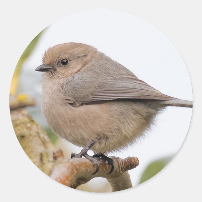 Male Bushtit on the Pear Tree Classic Round Sticker (Front)