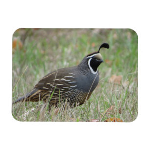 Male California Quail Profile Magnet