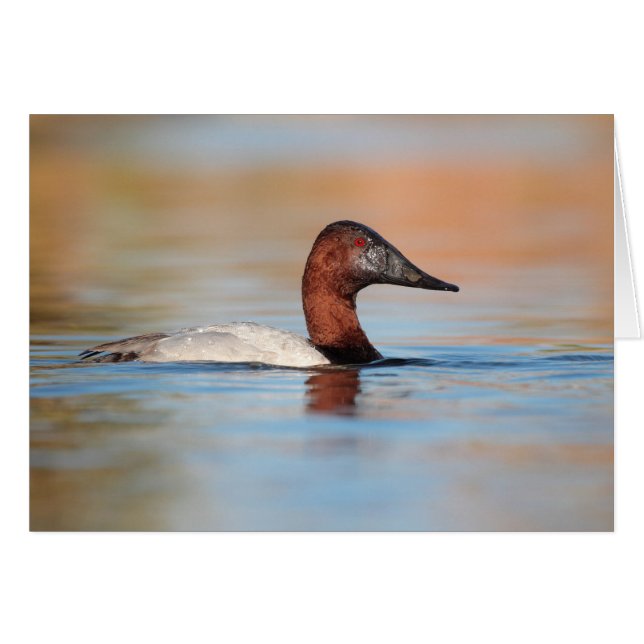 Male canvasback duck (Front Horizontal)