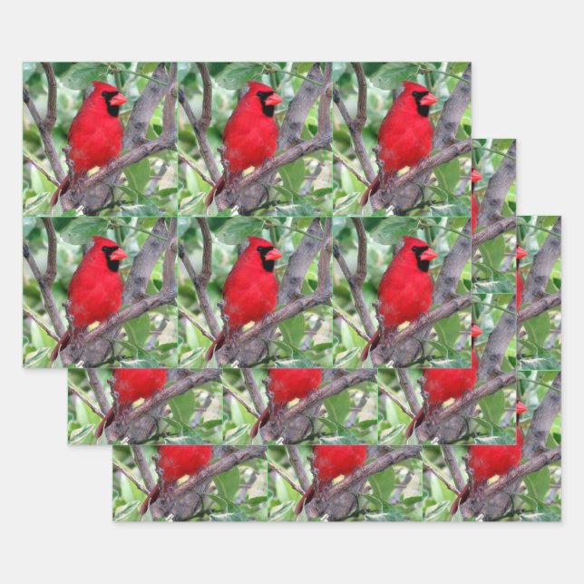 Male Cardinal - All Occasion Wrapping Paper Sheets (Set)