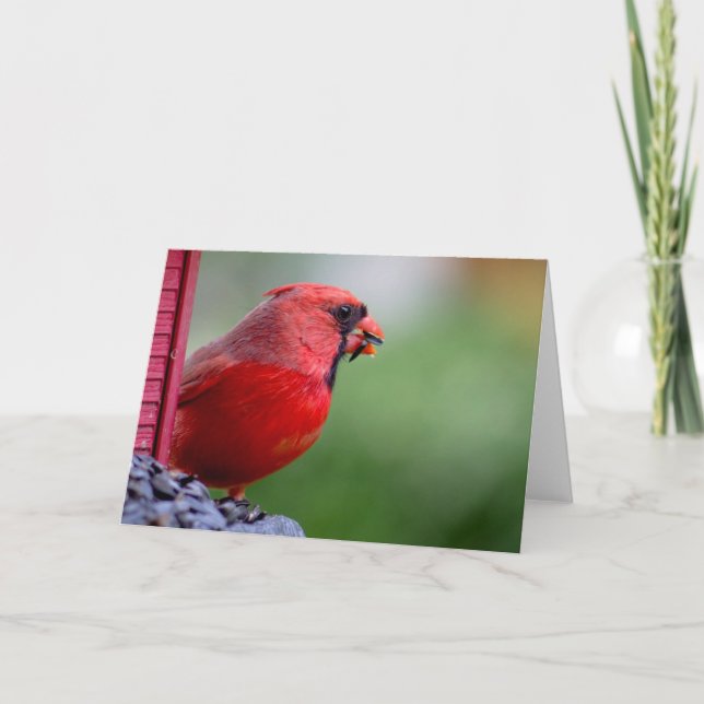 male cardinal at feeder in the Spring Card (Front)