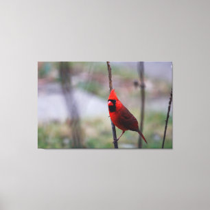 Male Cardinal Bird Canvas Print