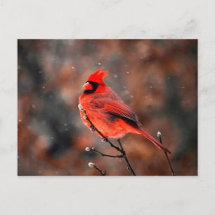 Male Cardinal Bird Postcard