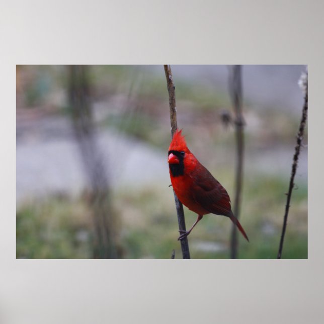 Male Cardinal Bird Poster (Front)