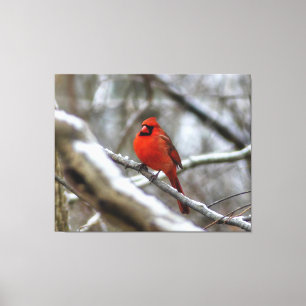 Male Cardinal Canvas Print