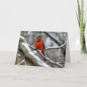 Male Cardinal Card