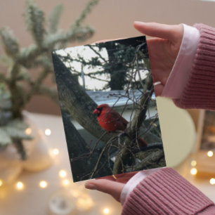 Male Cardinal Christmas Card