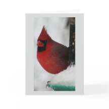 Male Cardinal Christmas Card