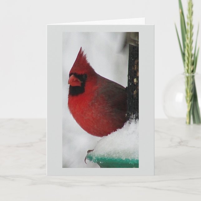 Male Cardinal Christmas Card (Front)