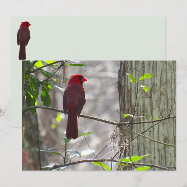 Male Cardinal Flat Greeting Card (Front/Back)
