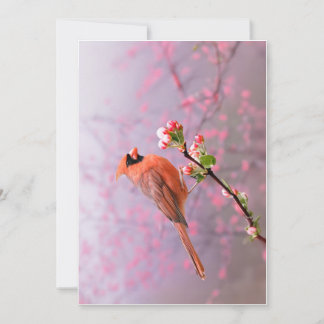 Male Cardinal Greeting Card