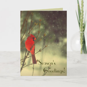 Male Cardinal Holiday Card