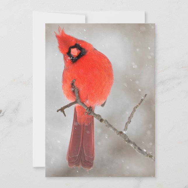 Male Cardinal in Snow Holiday Card (Front)