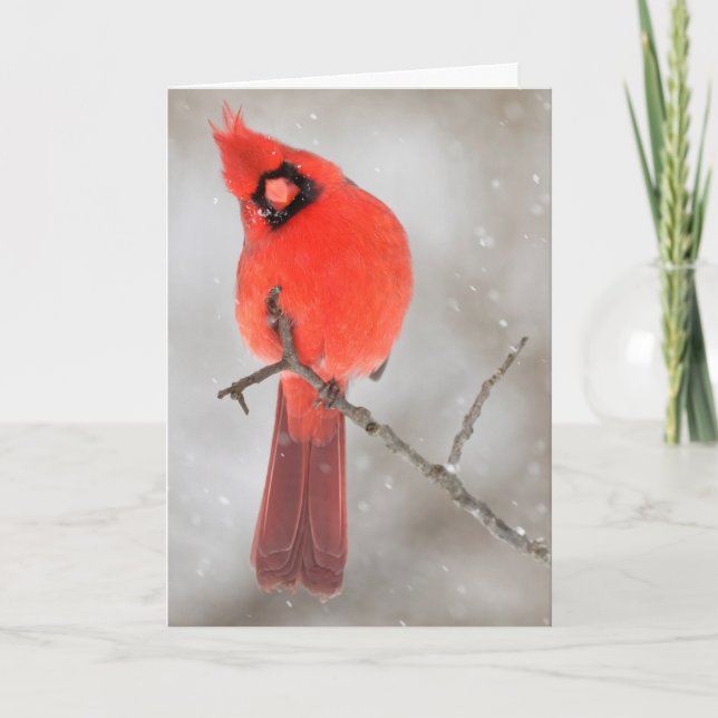 Male Cardinal in Snow Holiday Card (Front)