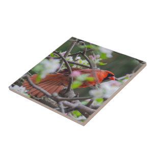 Male Cardinal in Springtime Tile