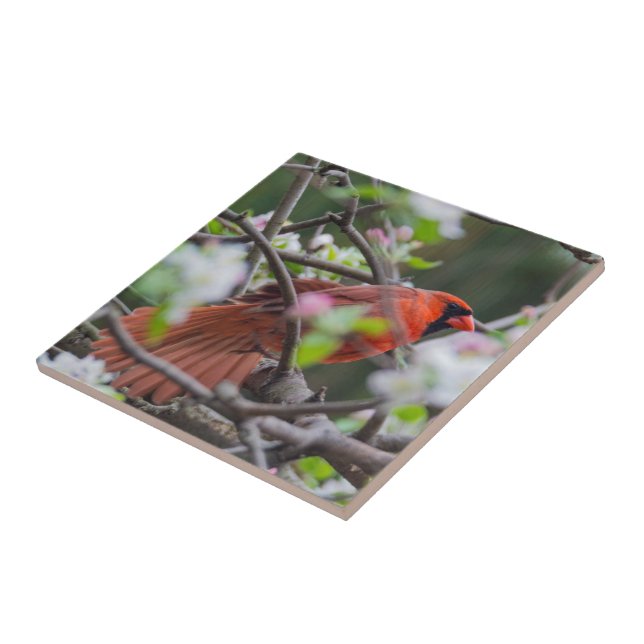 Male Cardinal in Springtime Tile (Side)