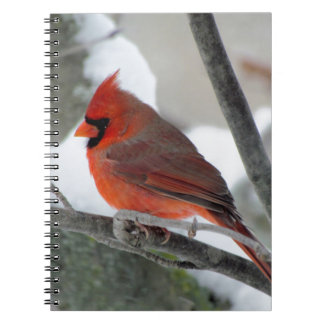Male cardinal in the winter notebook
