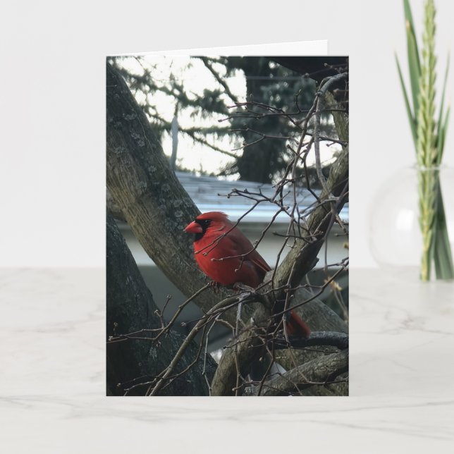 Male Cardinal Large Font Christmas Card (Front)