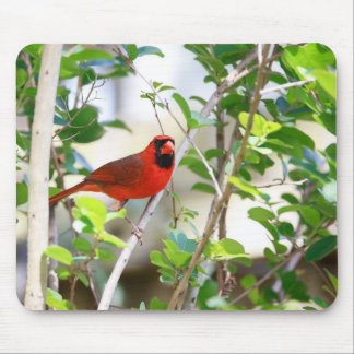 Male Cardinal Mouse Mat
