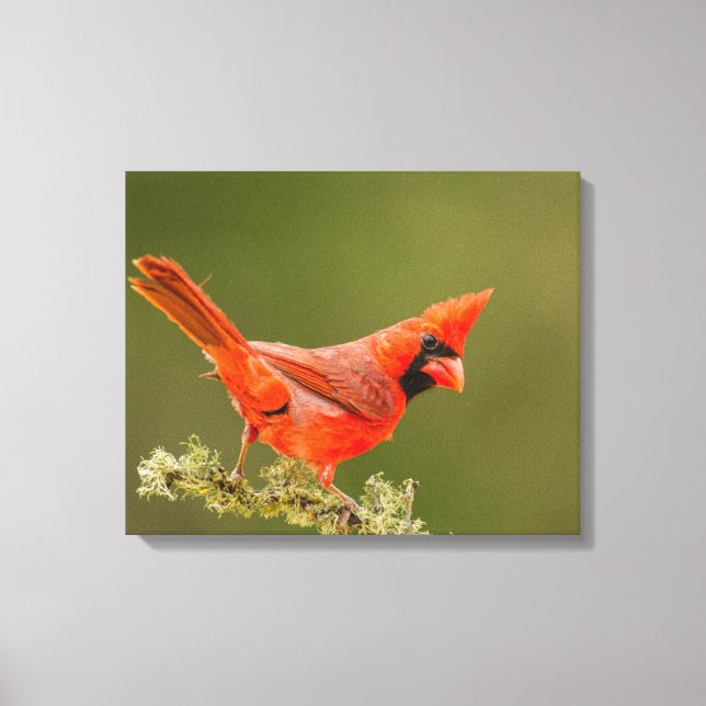 Male Cardinal on Limb Canvas Print (Front)