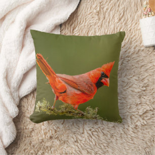 Male Cardinal on Limb Cushion