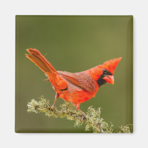 Male Cardinal on Limb Magnet