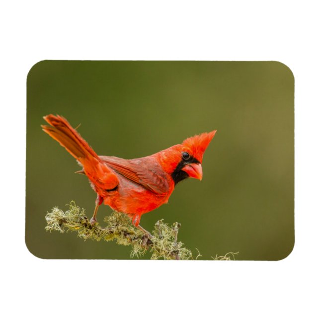 Male Cardinal on Limb Magnet (Horizontal)