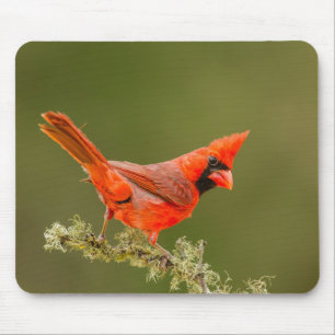 Male Cardinal on Limb Mouse Mat