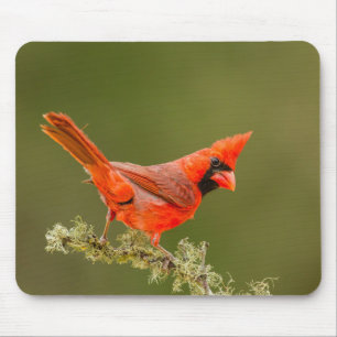 Male Cardinal on Limb Mouse Mat