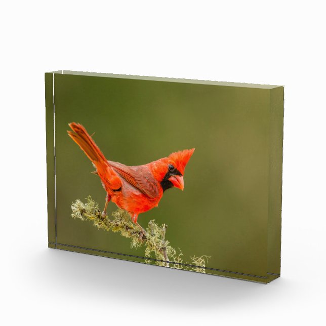 Male Cardinal on Limb Photo Block (Right)
