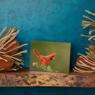 Male Cardinal on Limb Plaque