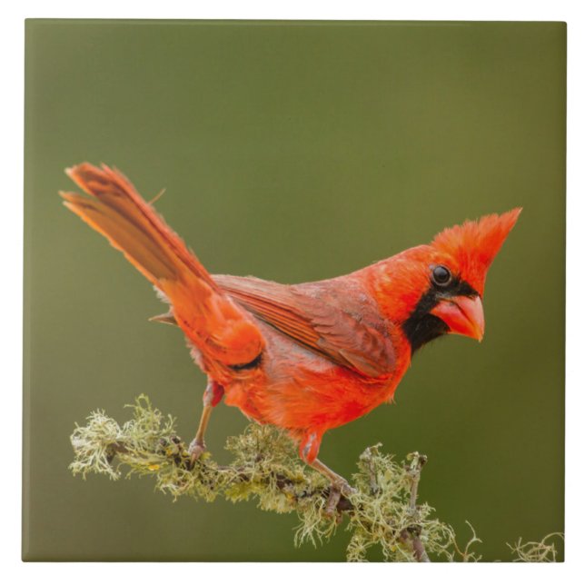 Male Cardinal on Limb Tile (Front)