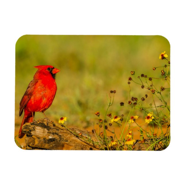Male Cardinal on Log Magnet (Horizontal)