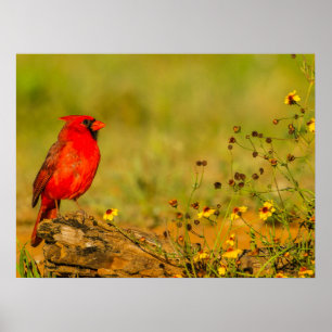 Male Cardinal on Log Poster
