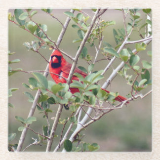Male Cardinal Photo Glass Coaster