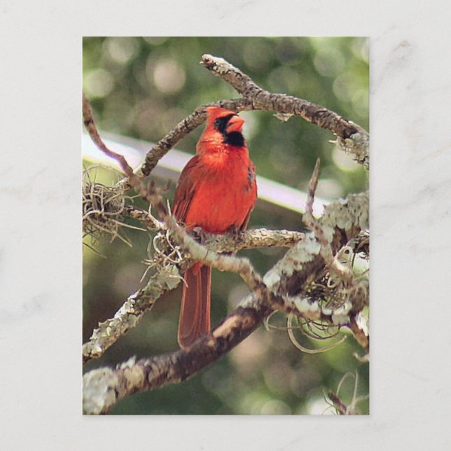 Male Cardinal Photo Postcard (Front)