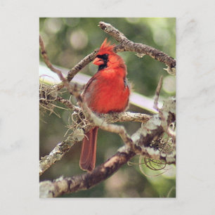 Male Cardinal Photo Postcard