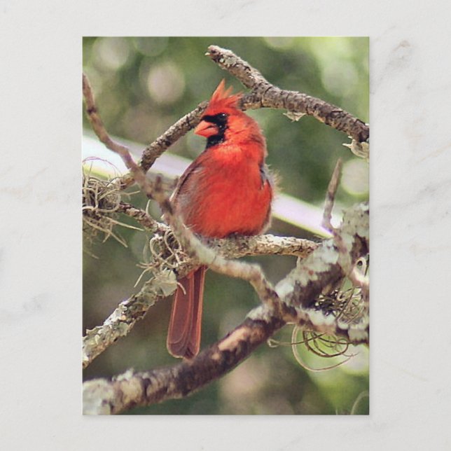 Male Cardinal Photo Postcard (Front)