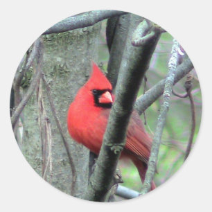 Male Cardinal Photo Sticker