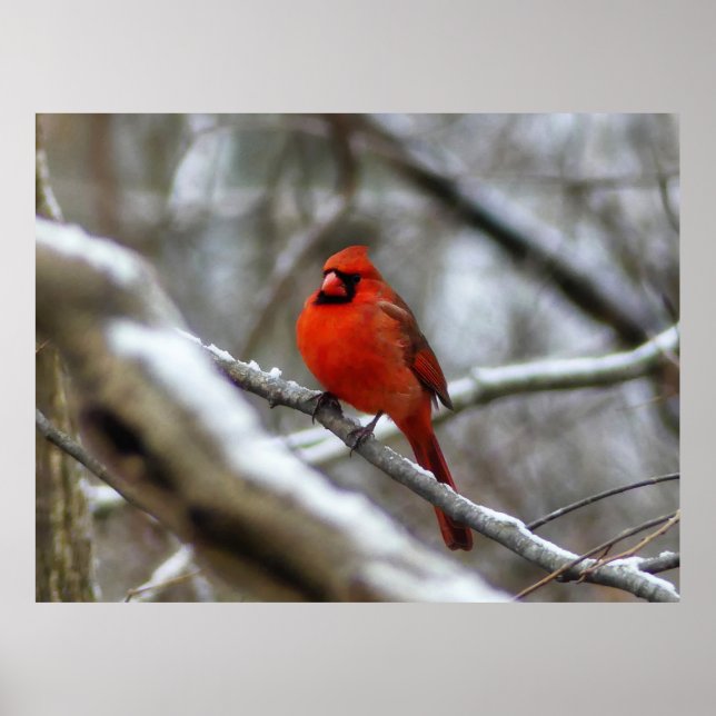 Male Cardinal Poster (Front)