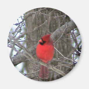 Male Cardinal side view Magnet
