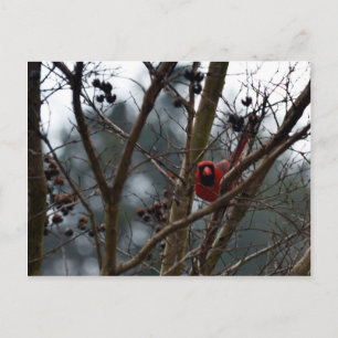 Male Cardinal still Playing Funny Postcard